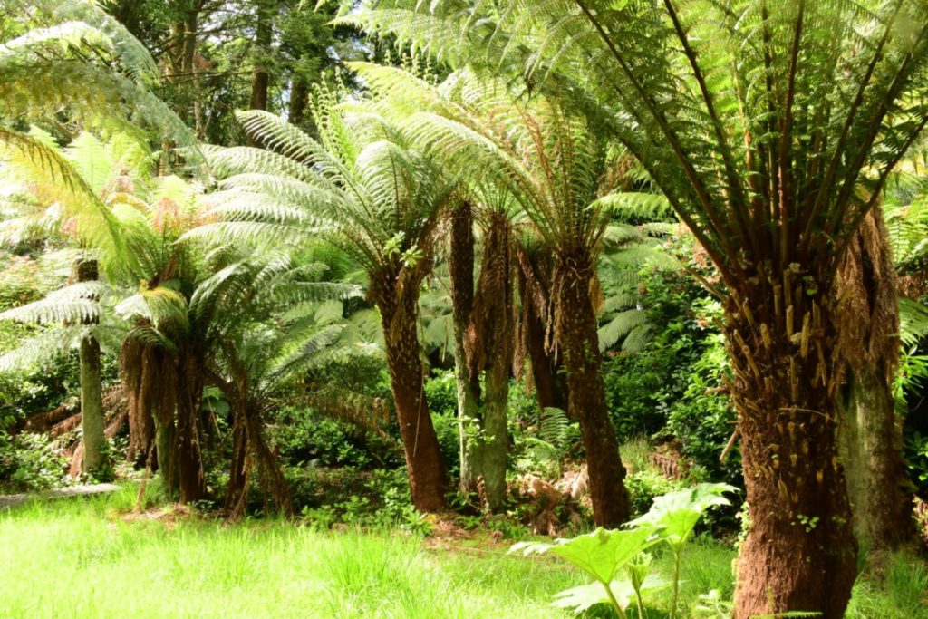 Derreen Gardens
