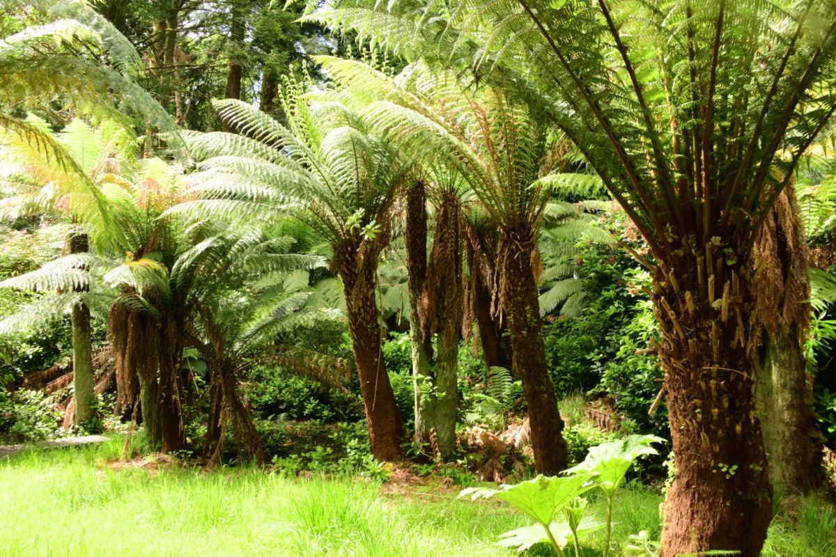 Derreen Gardens
