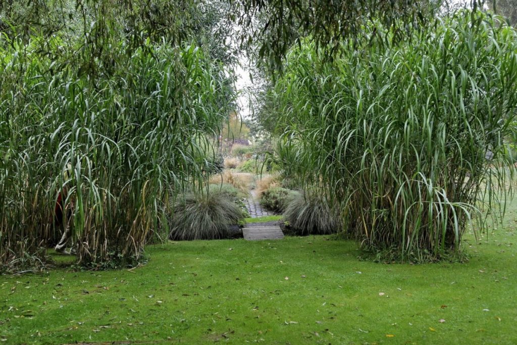 Groene oases langs de Rijn
