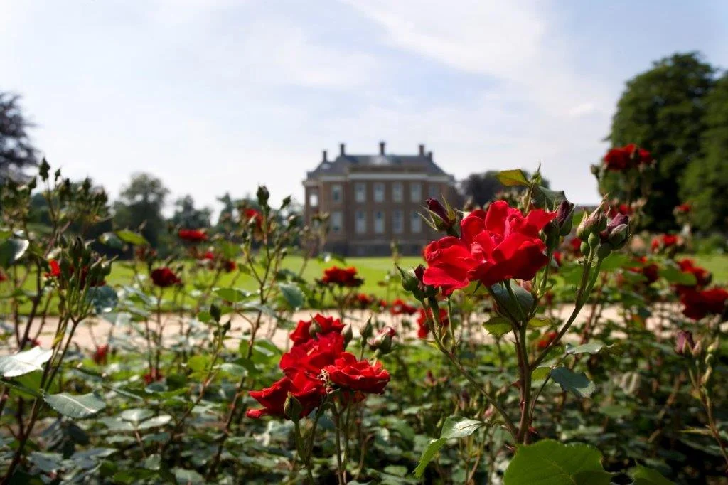 Middachten kasteel rode rozen 1 1