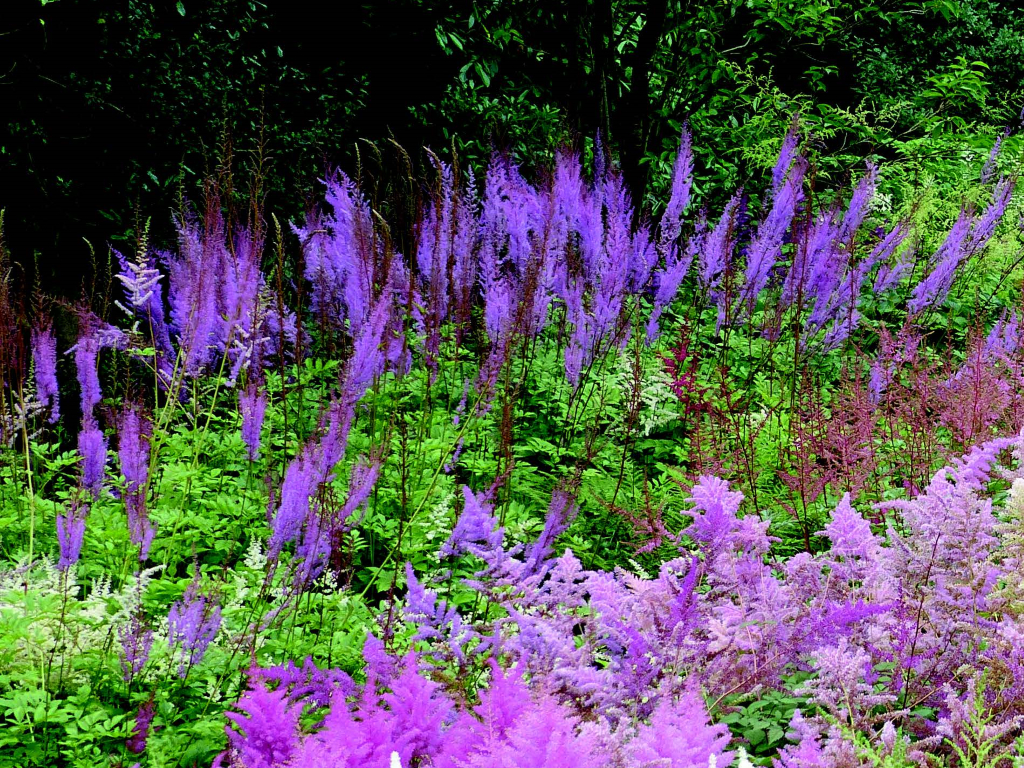 Super Tuinreizen naar Engeland maken? » Boek nu bij Garden Tours RA-37