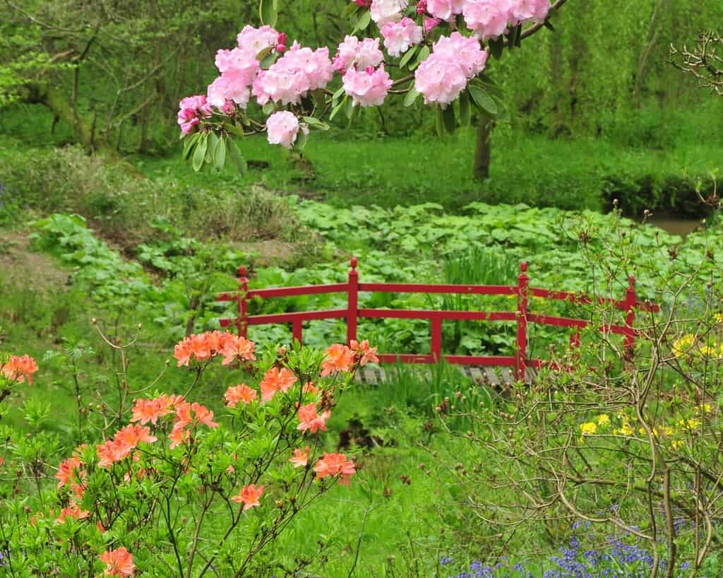 Een rode houten brug overspant weelderig groen gebladerte in een tuin geïnspireerd door de Chelsea Flower Show, omringd door bloeiende roze en oranje bloemen, met bomen en struiken op de achtergrond.