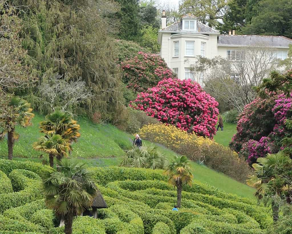 Een persoon staat tussen palmbomen en heggen in een weelderige Cornwall-tuin, met bloeiende roze en gele bloemen en een groot wit huis op de achtergrond, waarmee de charme van een voorjaarsreis wordt vastgelegd.