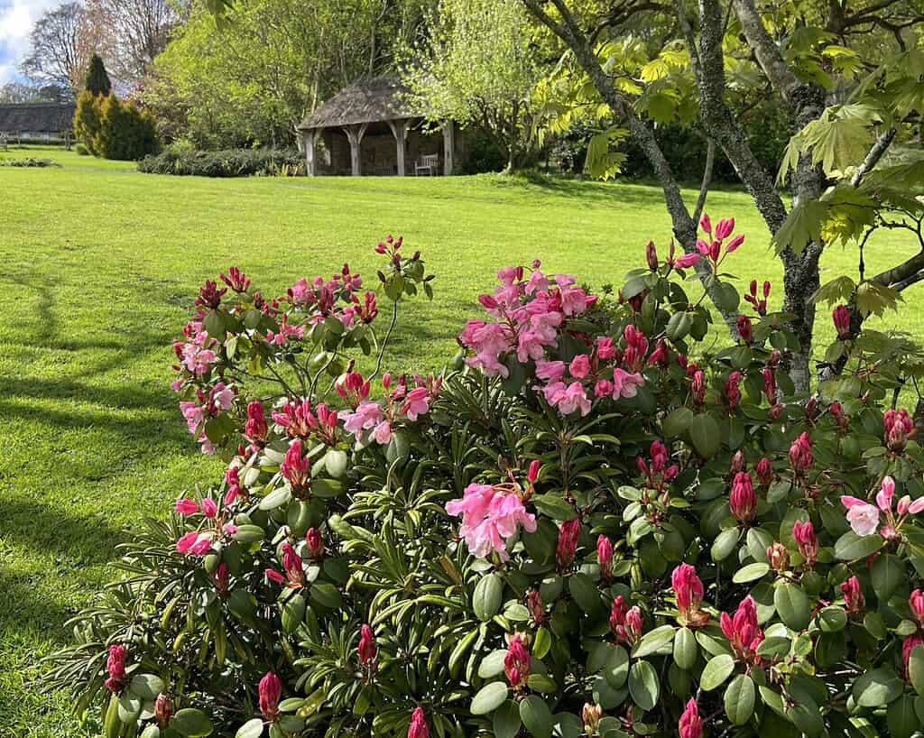 Struiken met roze bloemen bloeien op de voorgrond van een groen gazon, met een houten prieel omringd door bomen en struiken op de achtergrond - een beeld van de schilderachtige charme van Cornwall onder een heldere, halfbewolkte hemel.