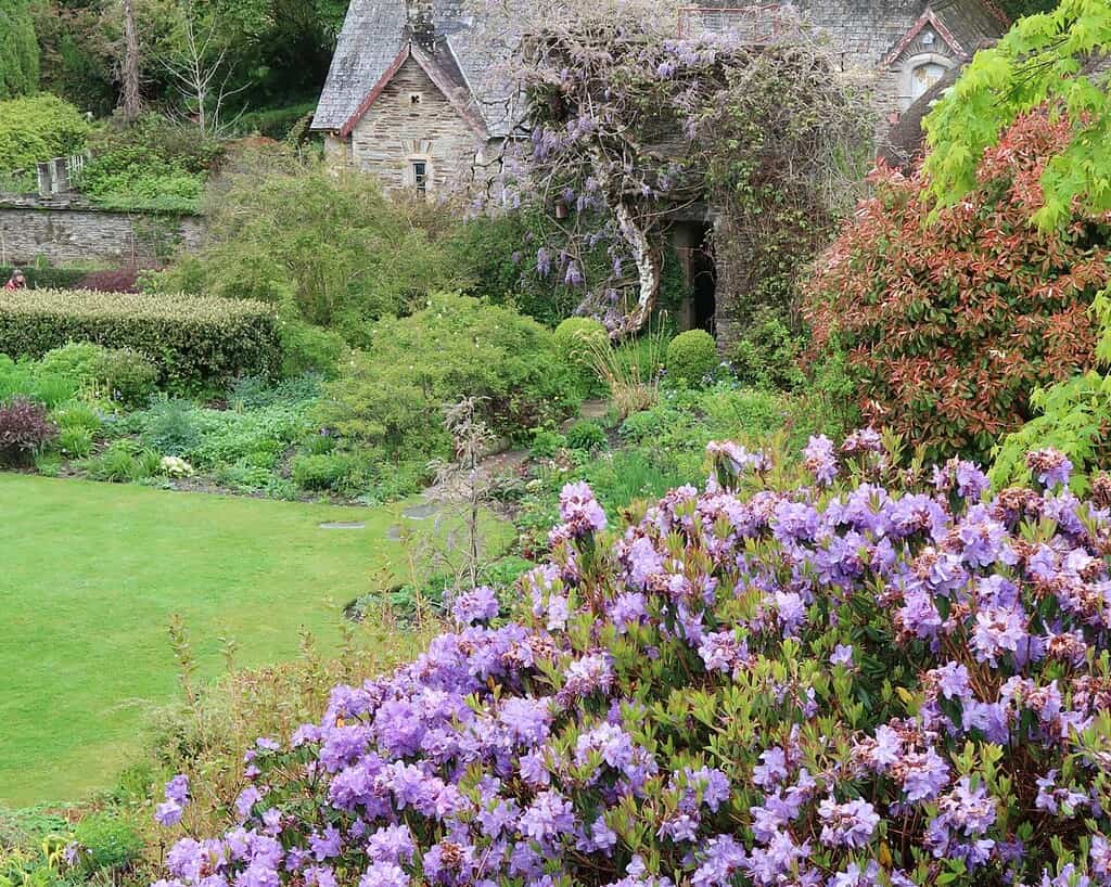 Een weelderige tuin in Cornwall met bloeiende paarse bloemen op de voorgrond, groene struiken en een stenen huisje bedekt met klimplanten op de achtergrond. Het tafereel is levendig en vredig - perfect voor een voorjaarsreis.