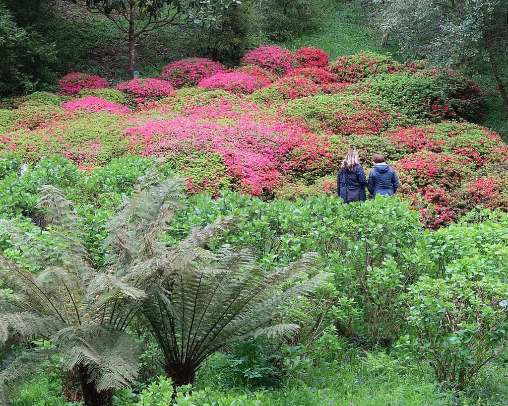 Twee mensen staan dicht bij elkaar in een weelderige Cornwall-tuin, omringd door levendige roze en rode bloeiende struiken, groene struiken en grote varenachtige planten, waardoor een vredig en kleurrijk natuurlijk tafereel ontstaat dat perfect is voor een voorjaarsreis.