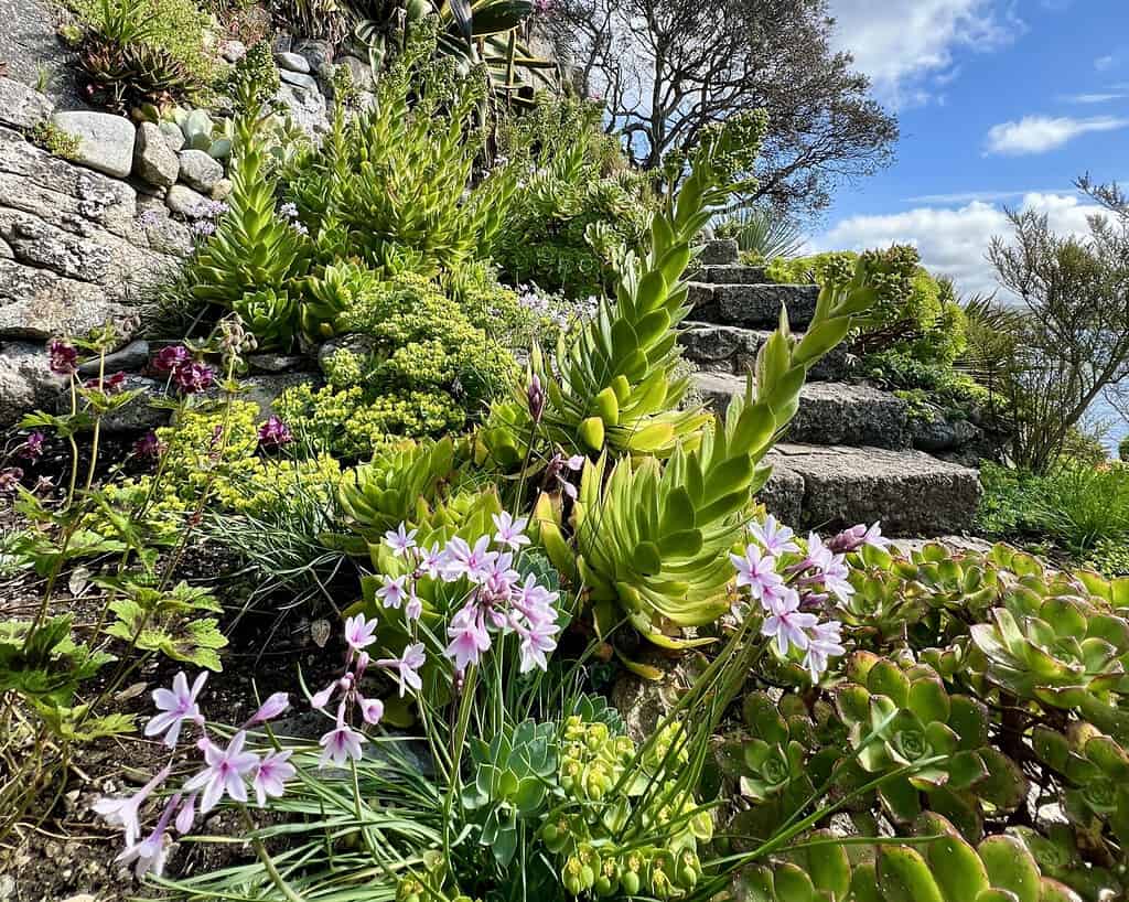 Stenen trappen gaan omhoog door een weelderige tuin in Cornwall, met verschillende groene vetplanten, bladplanten en trossen kleine roze bloemen onder een helderblauwe lucht met verspreide wolken - een perfect decor voor een gedenkwaardige voorjaarsreis.