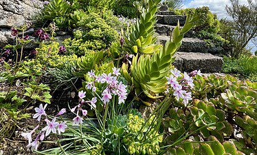 Stenen trappen gaan omhoog door een weelderige tuin in Cornwall, met verschillende groene vetplanten, bladplanten en trossen kleine roze bloemen onder een helderblauwe lucht met verspreide wolken - een perfect decor voor een gedenkwaardige voorjaarsreis.