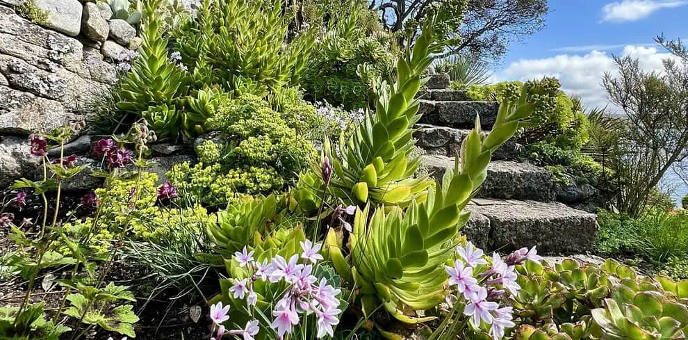 Stenen trappen gaan omhoog door een weelderige tuin in Cornwall, met verschillende groene vetplanten, bladplanten en trossen kleine roze bloemen onder een helderblauwe lucht met verspreide wolken - een perfect decor voor een gedenkwaardige voorjaarsreis.