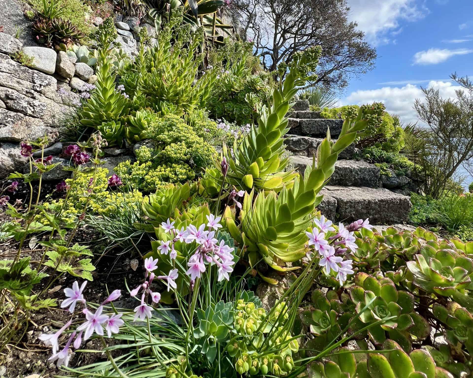 Stenen trappen gaan omhoog door een weelderige tuin in Cornwall, met verschillende groene vetplanten, bladplanten en trossen kleine roze bloemen onder een helderblauwe lucht met verspreide wolken - een perfect decor voor een gedenkwaardige voorjaarsreis.