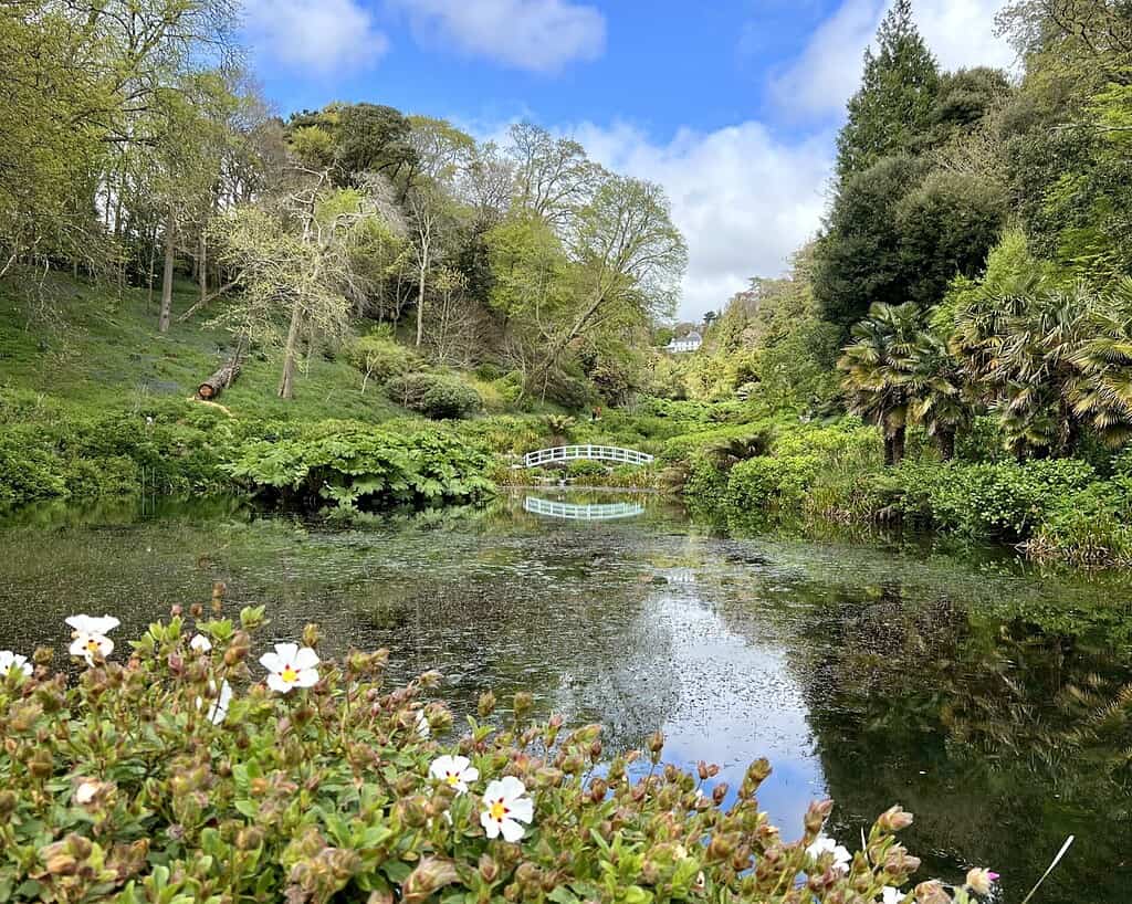 Een serene vijver in Cornwall, omringd door weelderig groen en bloeiende witte bloemen, met een kleine witte boogbrug weerspiegeld in het stille water onder een gedeeltelijk bewolkte blauwe hemel - perfect voor een vredige voorjaarsreis.