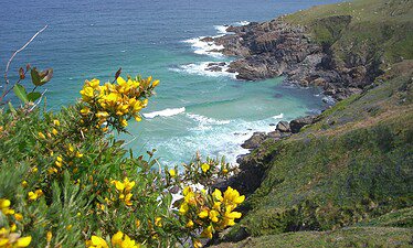 Een rotsachtige kustlijn in Cornwall met turquoise golven en groene kliffen, gele wilde bloemen op de voorgrond, onder een helderblauwe hemel - perfect voor een dromerige voorjaarsreis.