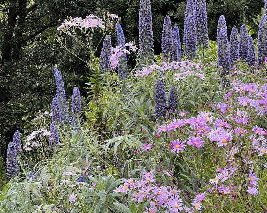 Paarse en roze wilde bloemen bloeien in een dichte tros, met daartussen hoge aren van blauwpaarse bloemen. Weelderig groene bladeren vullen dit tafereel in Cornwall, terwijl donkere bomen een schaduwrijke achtergrond vormen die doet denken aan een voorjaarsreis.
