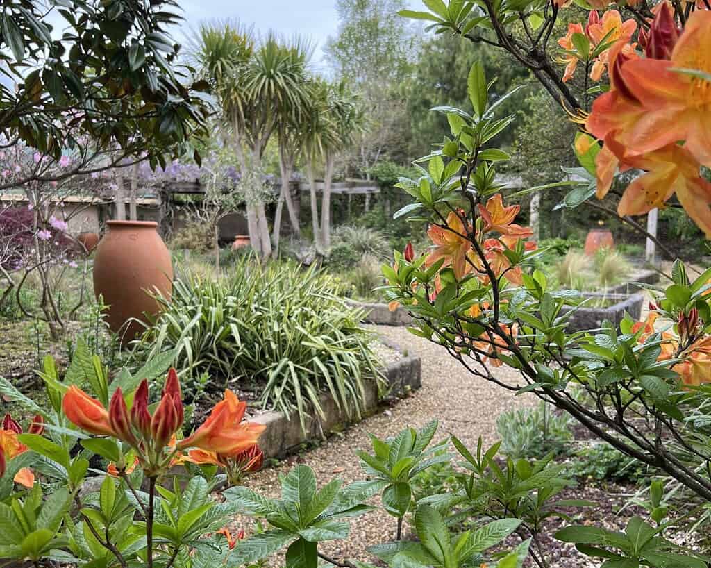 Een weelderige tuinscène geïnspireerd door Cornwall, met oranje bloemen op de voorgrond, een grindpad dat door groene planten kronkelt, hoge palmbomen en grote terracotta potten verscholen tussen het gebladerte onder een bewolkte hemel.