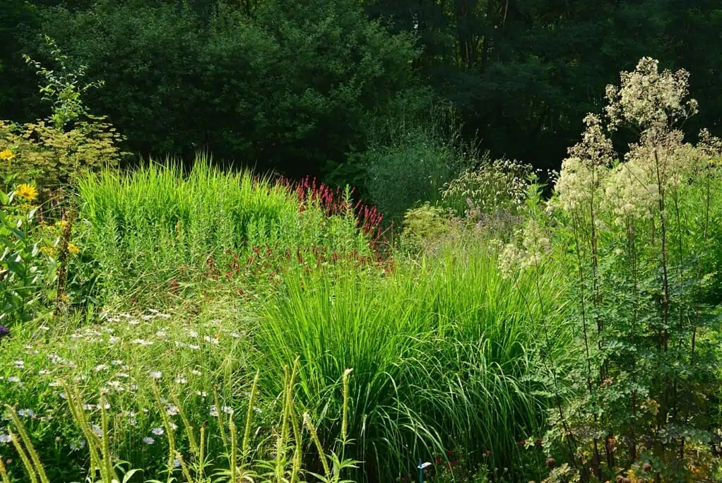 Een weelderige tuin met hoge groene grassen, wilde bloemen en verschillende planten in bloei. Dicht gebladerte en bomen creëren een levendig, natuurlijk landschap in het zonlicht - een uitnodigend toevluchtsoord geïnspireerd door Cruydt Hoeck.