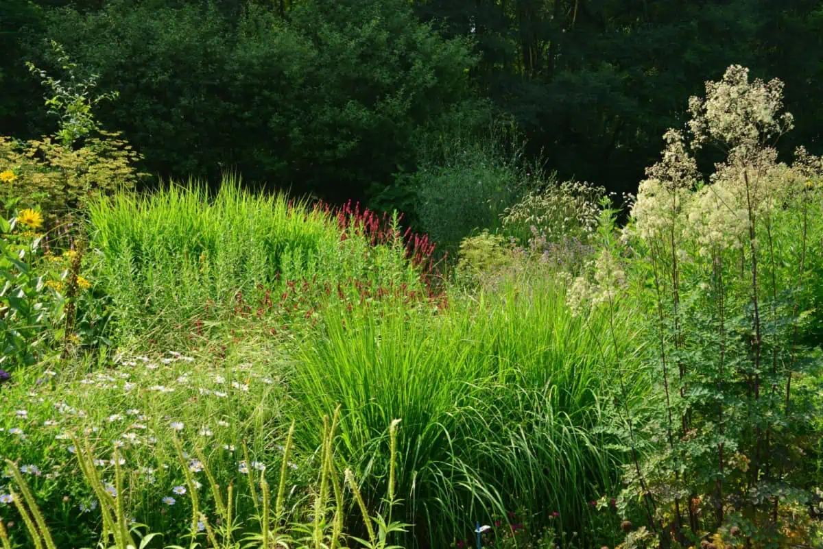 Een weelderige tuin met hoge groene grassen, wilde bloemen en verschillende planten in bloei. Dicht gebladerte en bomen creëren een levendig, natuurlijk landschap in het zonlicht - een uitnodigend toevluchtsoord geïnspireerd door Cruydt Hoeck.
