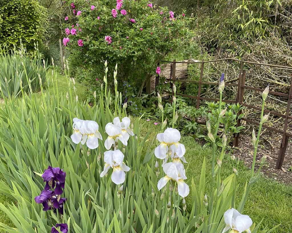 Witte en paarse irissen bloeien op de voorgrond van een weelderige tuin in Derbyshire, met een struik roze rozen en een rustiek houten hek op de achtergrond. Groen gebladerte en bomen omringen de kleurrijke bloemen, perfect om het rustig aan te doen.