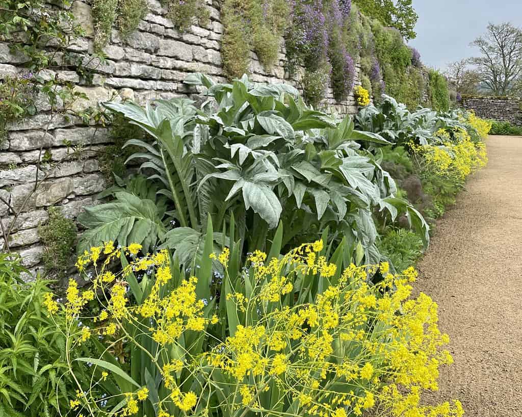 Een stenen muur grenst aan een tuinpad in Derbyshire, met grote bladplanten en clusters van kleine gele bloemen die erlangs groeien, terwijl paarse bloemen van bovenaf cascade vormen. De bewolkte lucht draagt bij aan het gevoel van rustig aan doen.