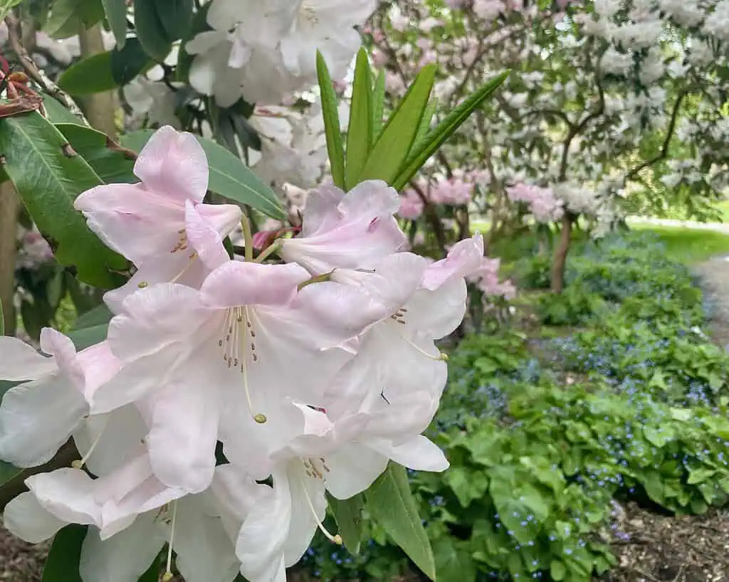 Grote lichtroze rododendronbloemen in bloei, omringd door groene bladeren. Op de achtergrond ontvouwt zich een levendig Derbyshire-tuinscène onder zacht natuurlijk licht - perfect om het rustig aan te doen te midden van bloeiende planten en weelderig groen gebladerte.