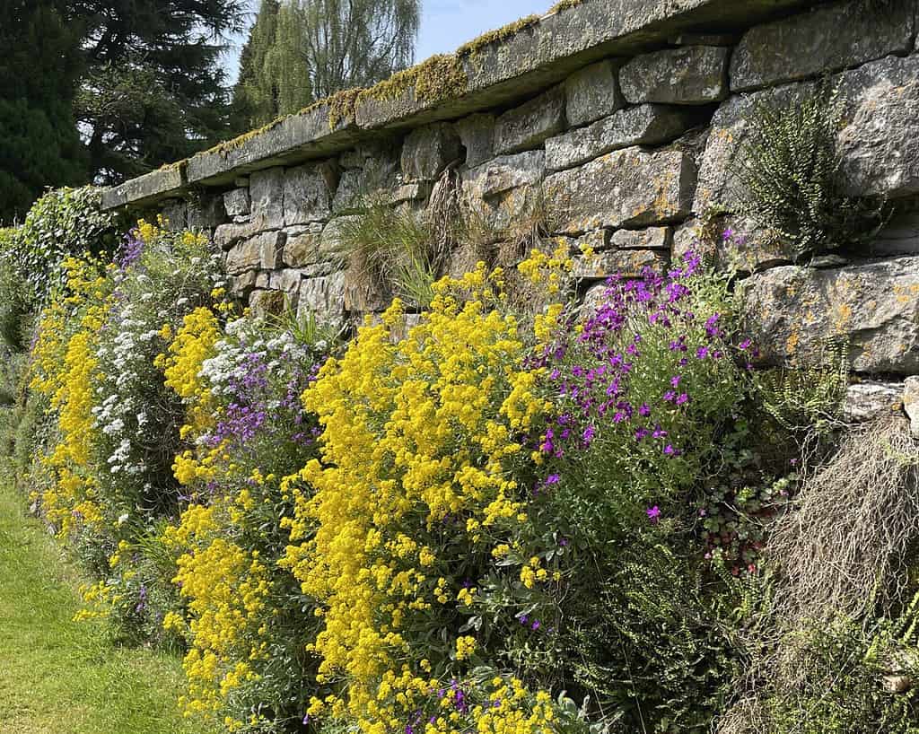 Een stenen muur in Derbyshire met trossen gele, witte en paarse bloemen aan de voet, omringd door groen gras en gebladerte op een zonnige dag - perfect om het rustig aan te doen.