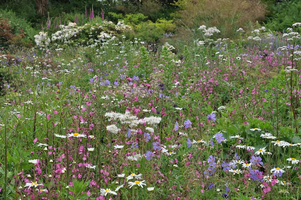 Een weelderige wilde bloemenweide met een mix van roze, paarse, witte en blauwe bloemen, omringd door dicht groen gebladerte en hoge grassen in een natuurlijke buitenomgeving.