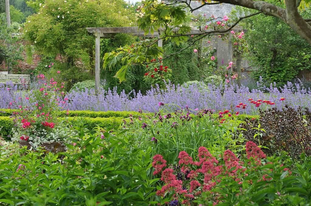 Een weelderige tuin met levendige rode, roze en paarse bloemen, dicht groen gebladerte, een houten pergola en een stenen gebouw dat gedeeltelijk zichtbaar is op de achtergrond.