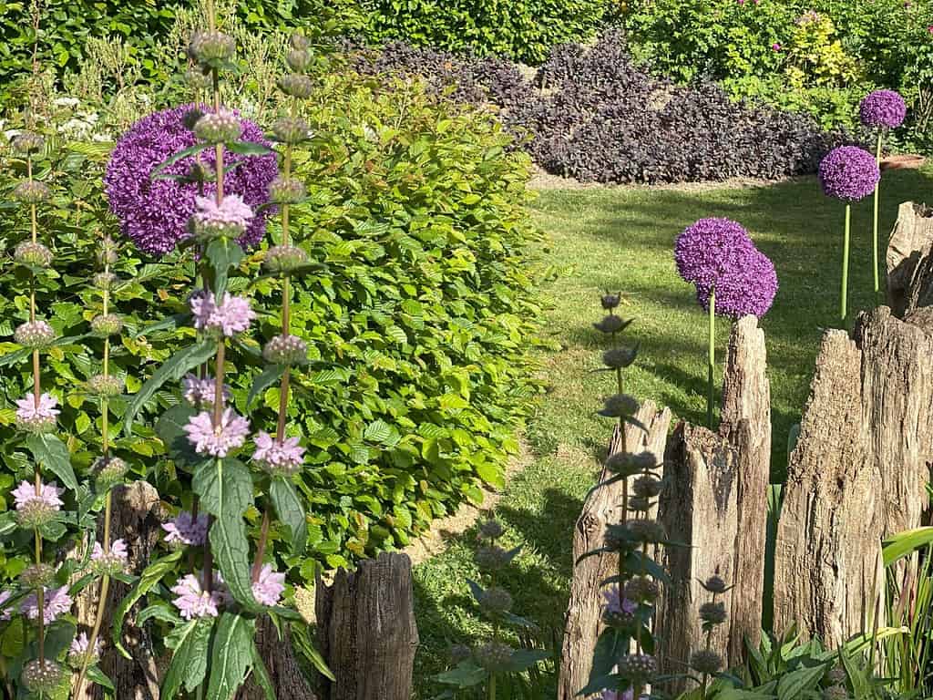 Een tuintafereel met hoge paarse alliumbloemen, weelderige groene struiken en roze bloemen op de voorgrond creëert groene oases, terwijl rustieke houten palen het grasgebied begrenzen en het vredige landschap langs de Rijn oproepen.
