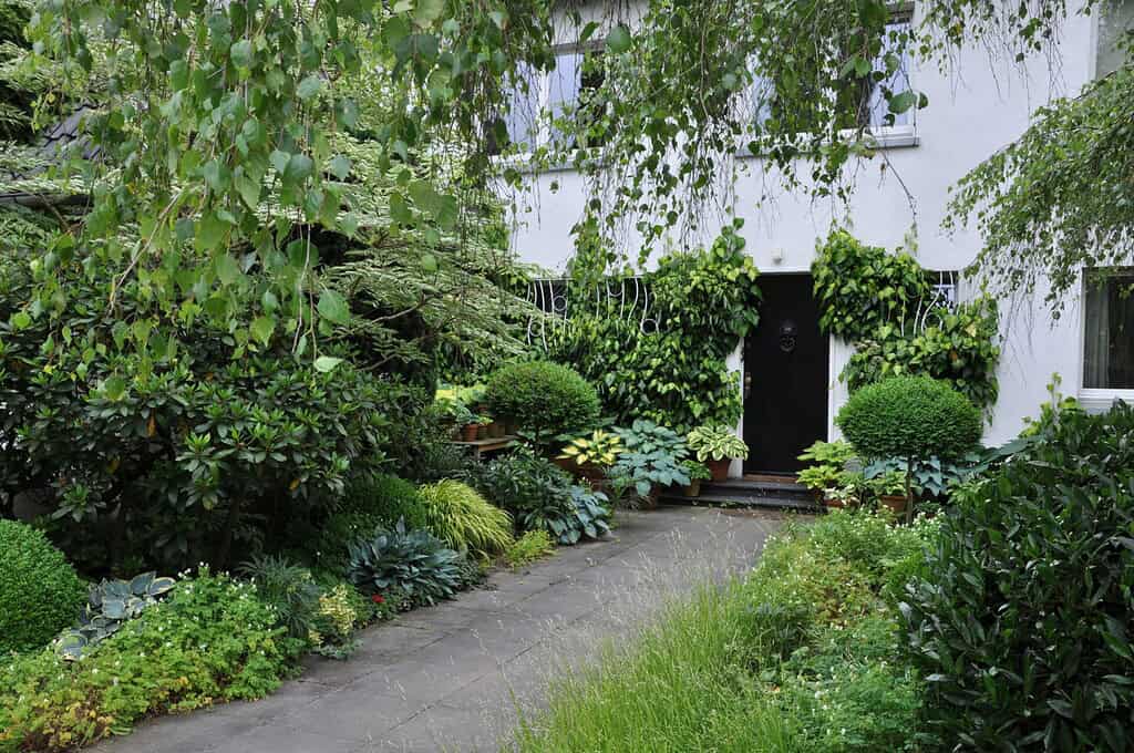 Een weelderige groene tuin, een echte groene oase, met verschillende struiken en planten omzoomt een stenen pad dat leidt naar de voordeur van een wit huis aan de Rijn, gedeeltelijk bedekt met bladerrijke wijnranken.