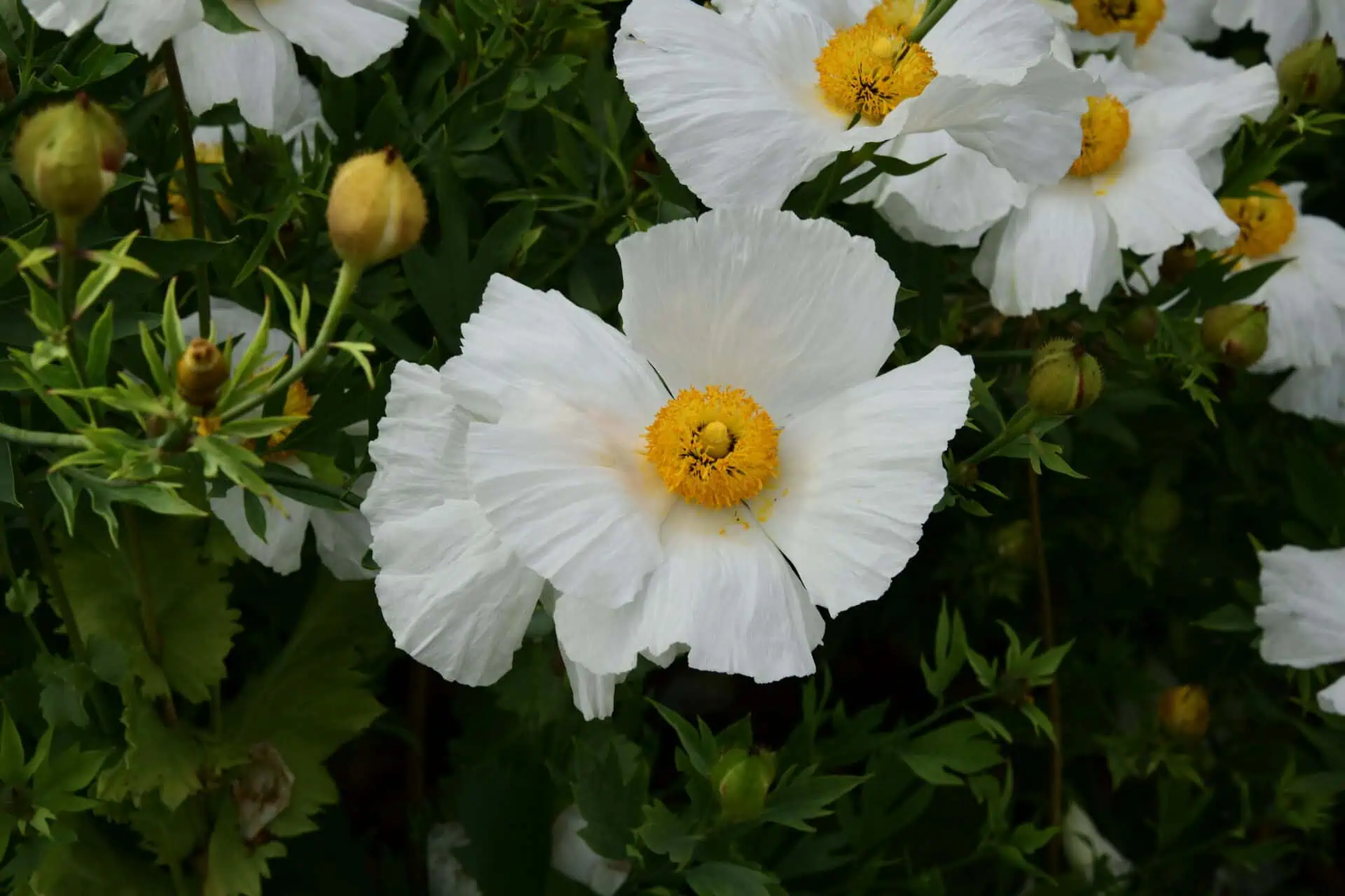 Close-up van grote witte bloemen met delicate, gekreukelde bloemblaadjes en een heldergeel hart, omringd door groene bladeren en bloemknoppen - een inspirerende scène voor groener reizen en het bevorderen van duurzaamheid in de natuur.
