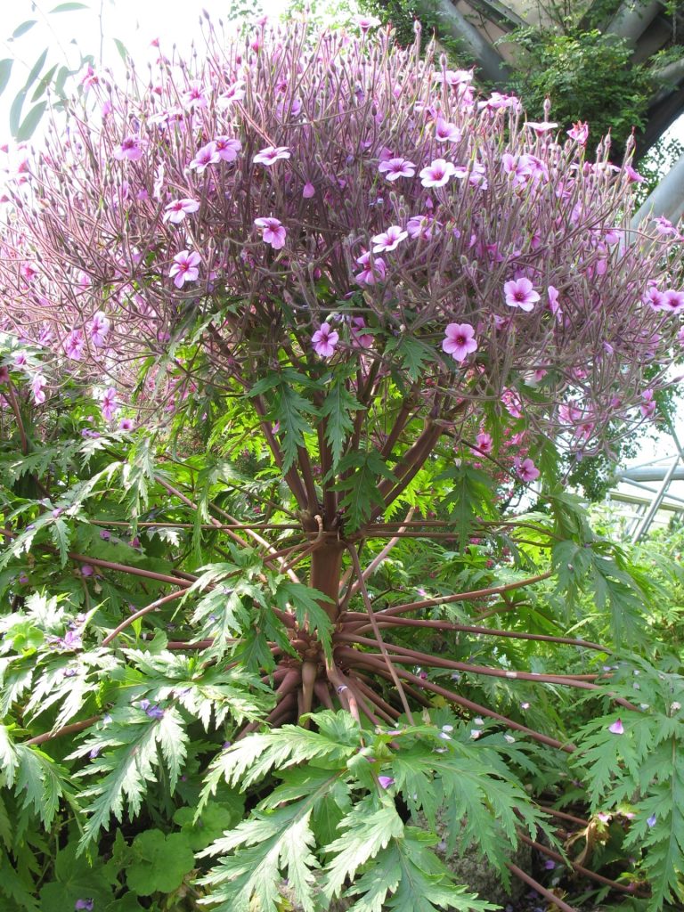 Eden Project