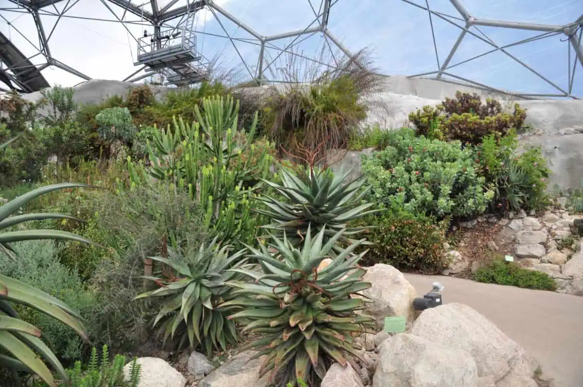 Een verzameling van verschillende groene vetplanten en cactussen die tussen rotsen groeien in een grote glazen kas van het Eden Project, met een pad en een metalen structuur zichtbaar op de achtergrond.