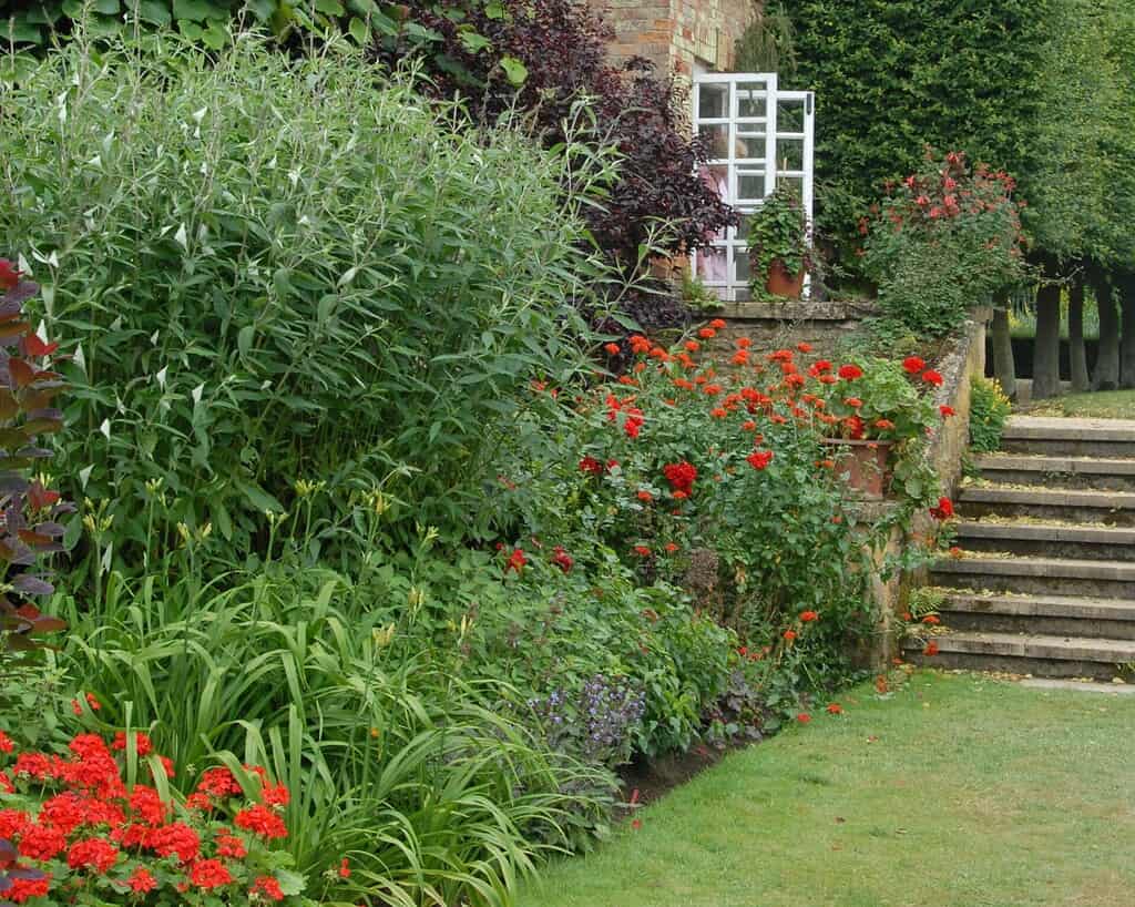 Een weelderige tuin met levendige rode bloemen, groen gebladerte en een stenen trap die leidt naar een stenen huis met een wit raam. De tuin is goed onderhouden en staat vol kleurrijke planten.