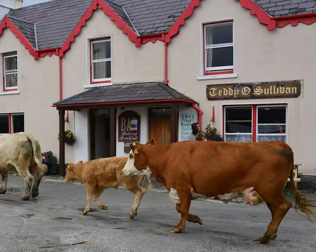 Drie koeien lopen door een straat in Ierland voor een beige gebouw met rode bies en groene accenten, met borden voor een bed and breakfast en Teddy O'Sullivan's bar. Bloemen versieren de ingang.