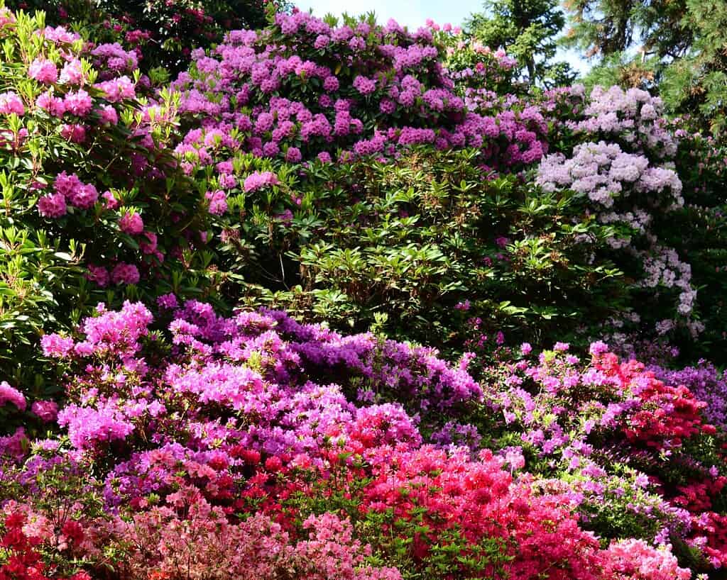 Een levendig tuintafereel vol bloeiende rododendrons en azalea's in roze, paarse en rode tinten, dat doet denken aan de weelderige landschappen in de buurt van de Italiaanse meren, met groen gebladerte onder een gedeeltelijk zonnige hemel.