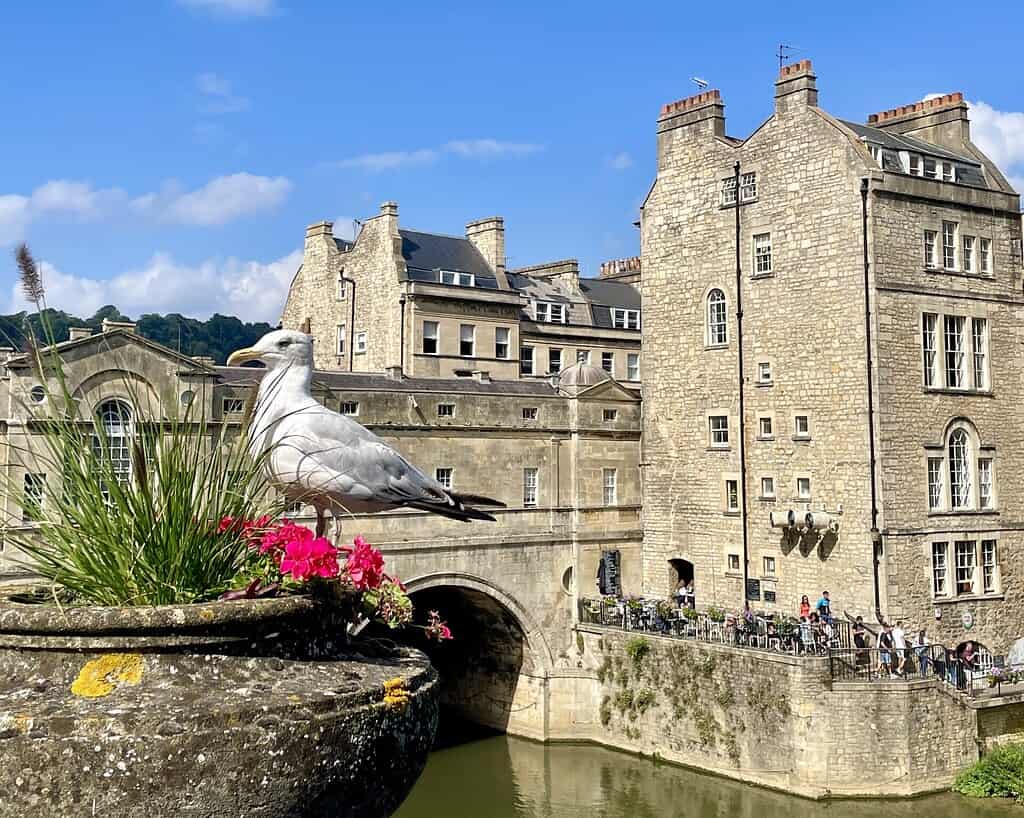 Een zeemeeuw staat op een stenen plantenbak met roze bloemen en kijkt uit over een rivier en historische stenen gebouwen, die doen denken aan scènes uit een Jane Austen-tour, onder een helderblauwe hemel terwijl mensen langs de rivier beneden wandelen.