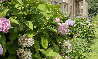 Roze en lichtpaarse hortensia's bloeien in een weelderige tuin voor een groots, klassiek stenen gebouw, dat de elegantie weerspiegelt van Jane Austen reizen, met zuilen en standbeelden onder een gedeeltelijk bewolkte hemel.