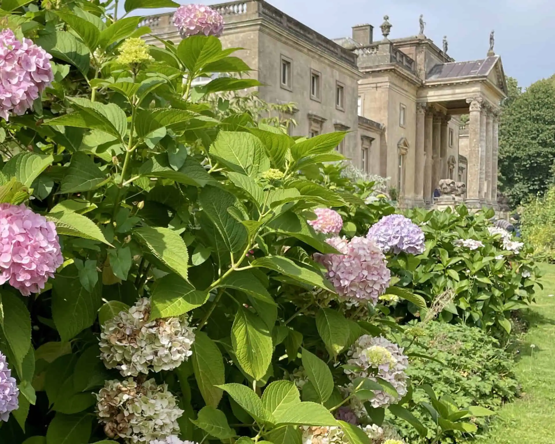 Roze en lichtpaarse hortensia's bloeien in een weelderige tuin voor een groots, klassiek stenen gebouw, dat de elegantie weerspiegelt van Jane Austen reizen, met zuilen en standbeelden onder een gedeeltelijk bewolkte hemel.