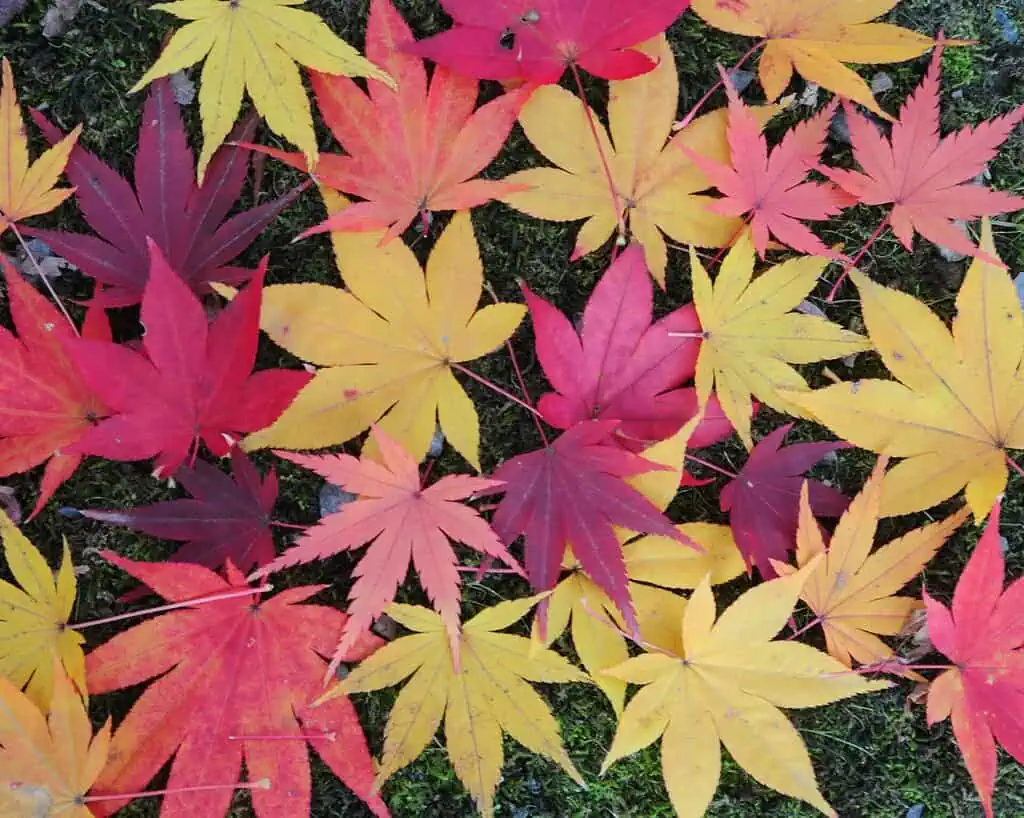 Een verscheidenheid aan rode, oranje en gele esdoornbladeren liggen verspreid over een donkergroene bemoste ondergrond, waardoor een levendige herfsttentoonstelling ontstaat.