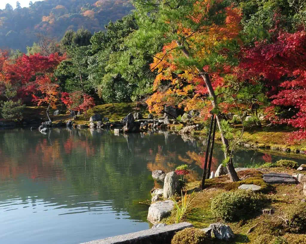 Een rustige vijver omringd door levendige herfstbomen met rood, oranje en groen gebladerte, rotsen en bemoste grond in een Japanse tuin, met weerspiegelingen op het kalme water.