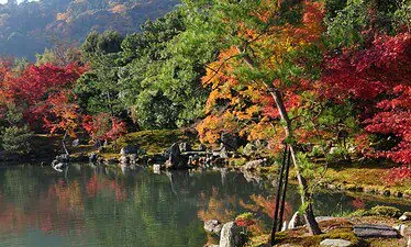 Een rustige vijver omringd door levendige herfstbomen met rood, oranje en groen gebladerte, rotsen en bemoste grond in een Japanse tuin, met weerspiegelingen op het kalme water.