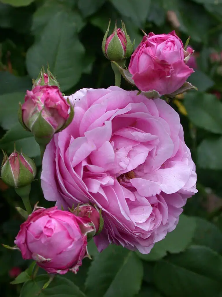 Een tros roze rozen in bloei, met één grote open roos omringd door verschillende kleinere, gesloten knoppen, tegen groene bladeren - perfect om elegantie toe te voegen aan privétuinen in Kent.