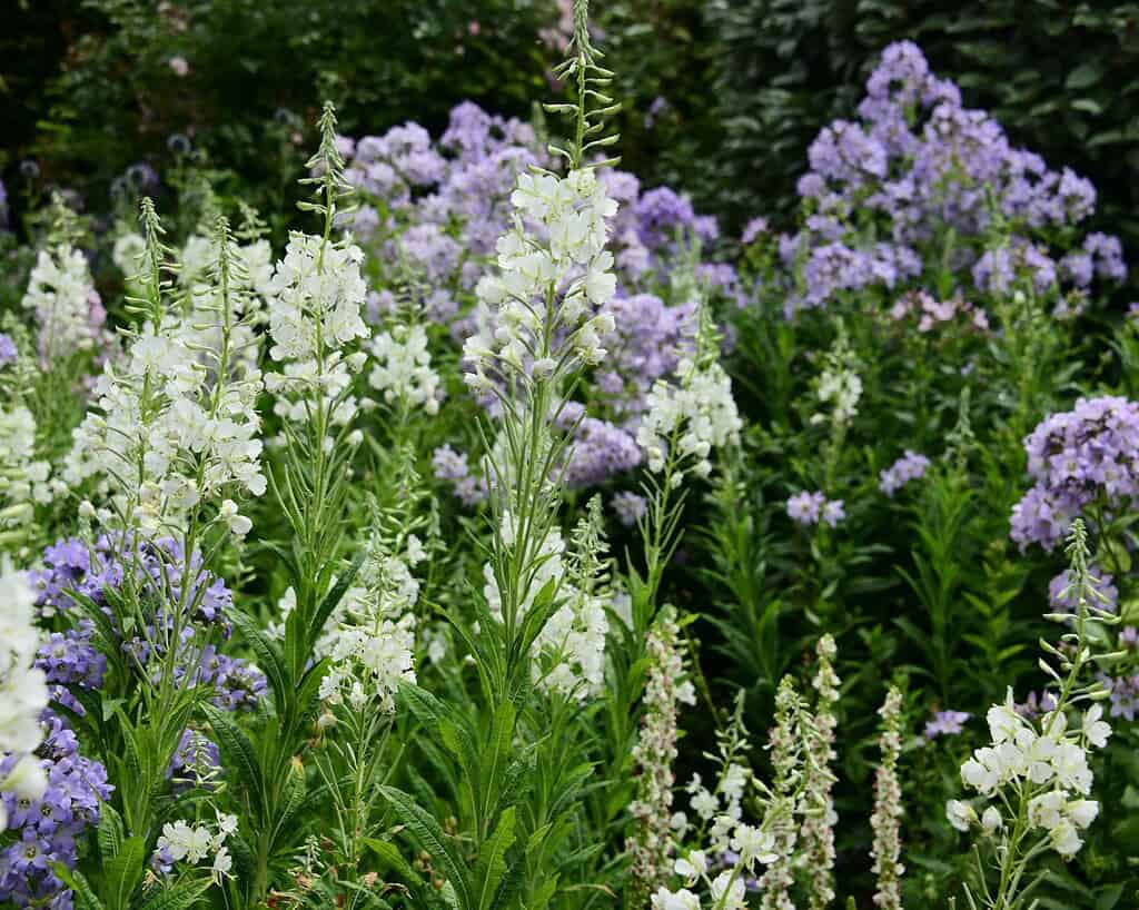 Kent privetuinen (1)