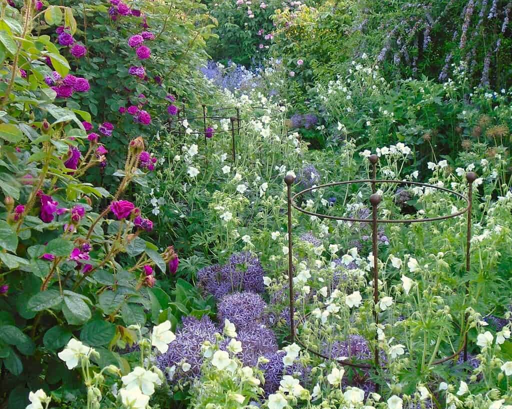 Kent privetuinen (3)