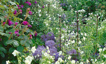 Een weelderige tuin in Kent vol bloeiende paarse rozen, witte bloemen en trossen lavendelalliums, met metalen plantensteunen verspreid tussen het dichte, levendige groen - een waar genot voor liefhebbers van privétuinen.