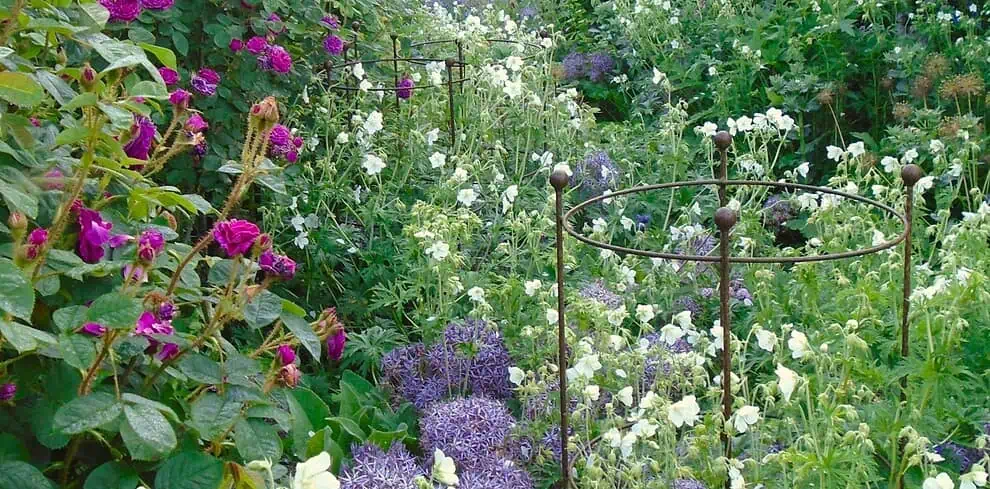 Een weelderige tuin in Kent vol bloeiende paarse rozen, witte bloemen en trossen lavendelalliums, met metalen plantensteunen verspreid tussen het dichte, levendige groen - een waar genot voor liefhebbers van privétuinen.