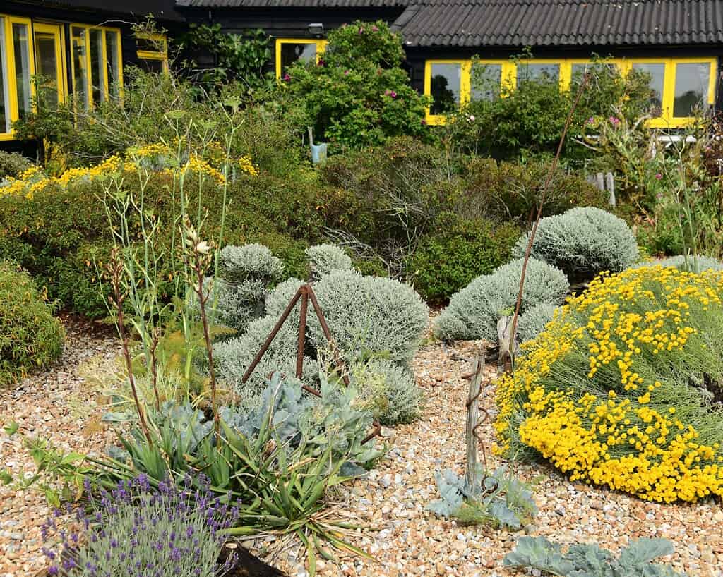 Kent privetuinen (4)