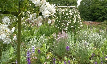 Een weelderige tuin in Kent gevuld met verschillende bloeiende bloemen, waaronder trossen witte rozen op de voor- en achtergrond, omringd door groen en bomen onder een heldere hemel.