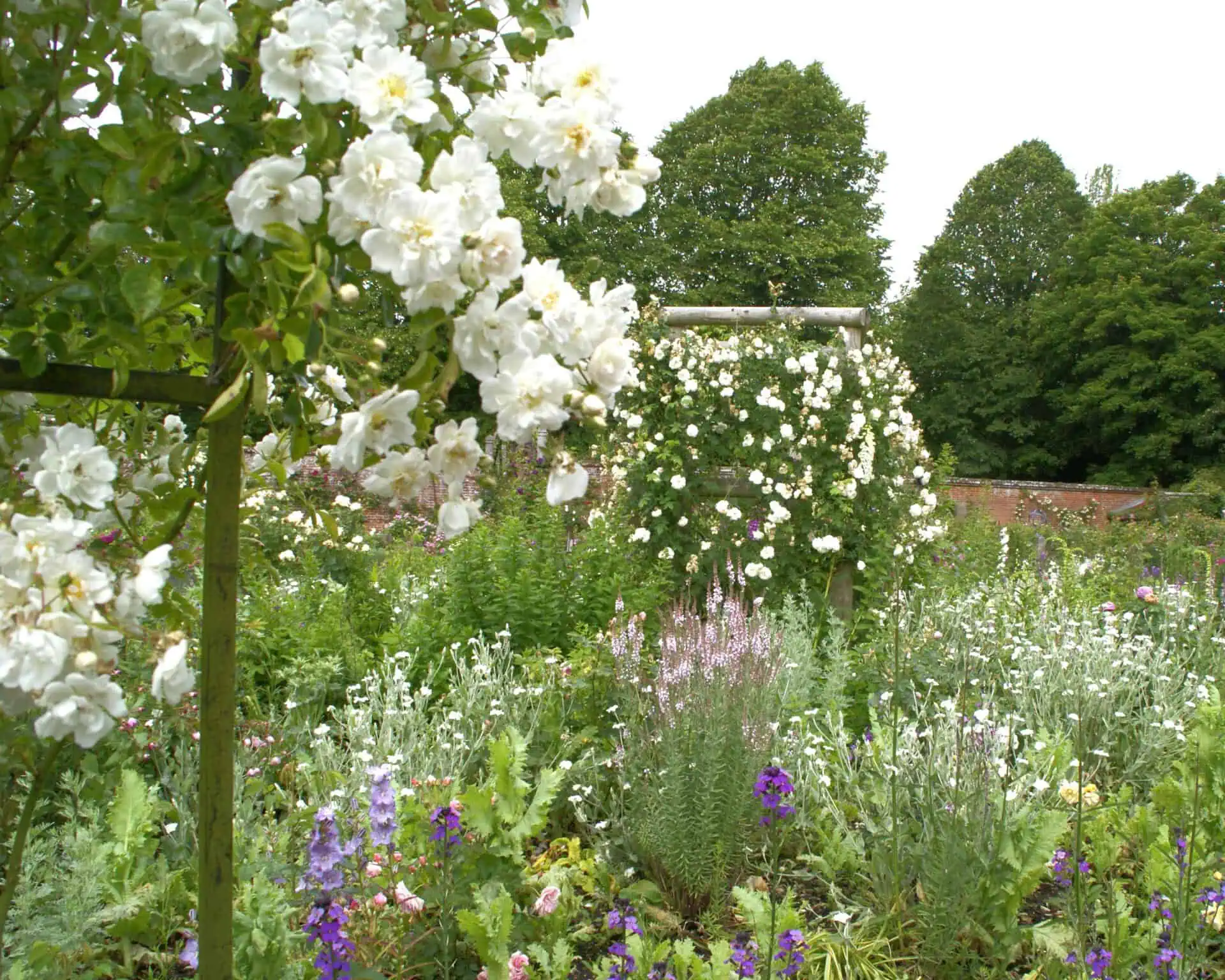 Een weelderige tuin in Kent gevuld met verschillende bloeiende bloemen, waaronder trossen witte rozen op de voor- en achtergrond, omringd door groen en bomen onder een heldere hemel.