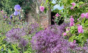 Een weelderige tuinscène in Sussex met bloeiende paarse alliums, een enkele hoge iris en trossen roze rozen voor een oude bakstenen muur en een gewelfde deuropening, gedeeltelijk bedekt met klimgroen.