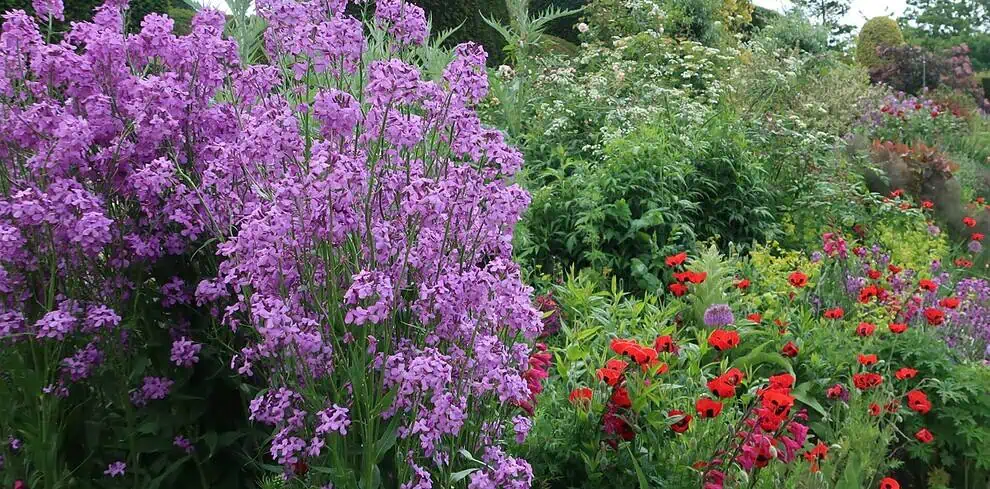 Een weelderige tuinscène in Sussex met bloeiende paarse alliums, een enkele hoge iris en trossen roze rozen voor een oude bakstenen muur en een gewelfde deuropening, gedeeltelijk bedekt met klimgroen.